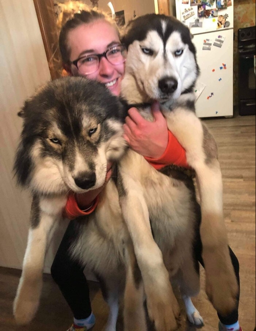 20 + fotos divertidas de perros con los que algo claramente salió mal 20 + fotos divertidas de perros con los que algo claramente salió mal