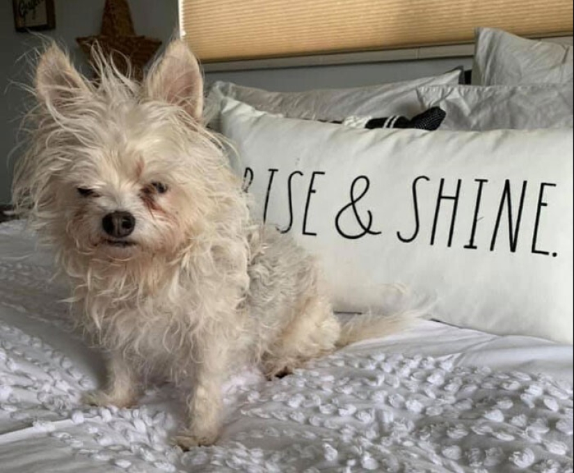 20 + fotos divertidas de perros con los que algo claramente salió mal 20 + fotos divertidas de perros con los que algo claramente salió mal