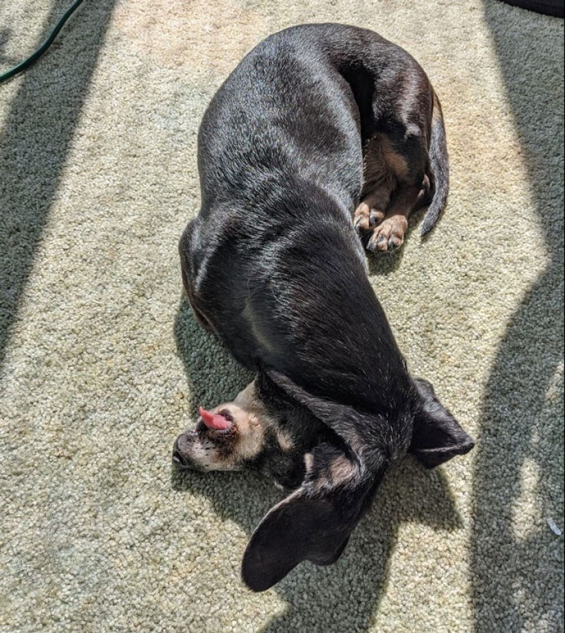 20 + fotos divertidas de perros con los que algo claramente salió mal 20 + fotos divertidas de perros con los que algo claramente salió mal