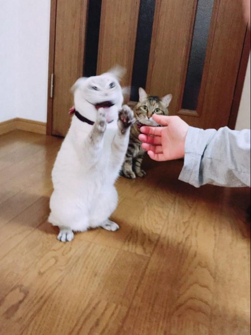 20 fotos divertidas tomadas en el momento perfecto 20 fotos divertidas tomadas en el momento perfecto