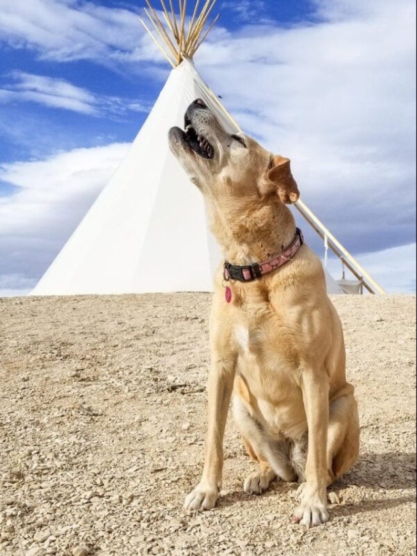 20 fotos geniales de la categoría "en el momento adecuado en el lugar adecuado" 20 fotos geniales de la categoría "en el momento adecuado en el lugar adecuado"