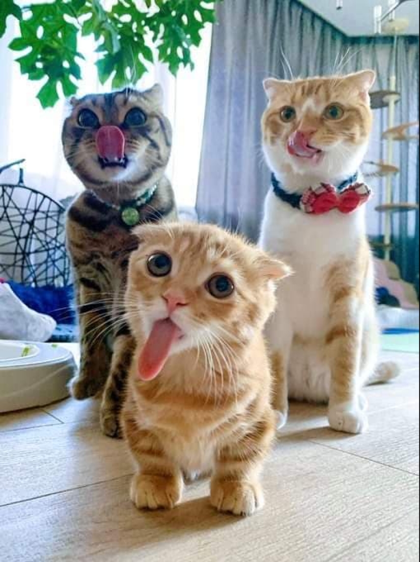 20 fotos geniales de la categoría "en el momento adecuado en el lugar adecuado" 20 fotos geniales de la categoría "en el momento adecuado en el lugar adecuado"