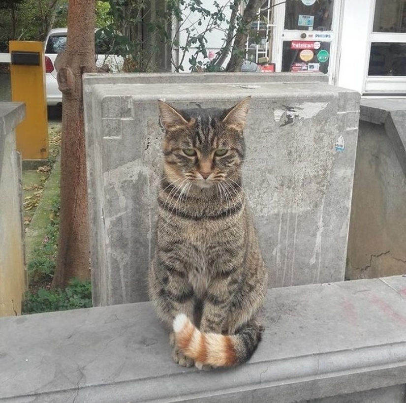 20 fotos inusuales que pueden sorprender incluso a los más sofisticados 20 fotos inusuales que pueden sorprender incluso a los más sofisticados