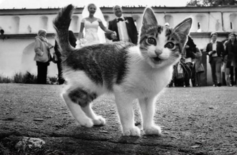 20+ fotos que son interesantes sólo porque a los gatos 20+ fotos que son interesantes sólo porque a los gatos