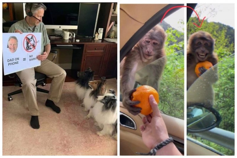 20 fotos súper miméticas que te encantarán