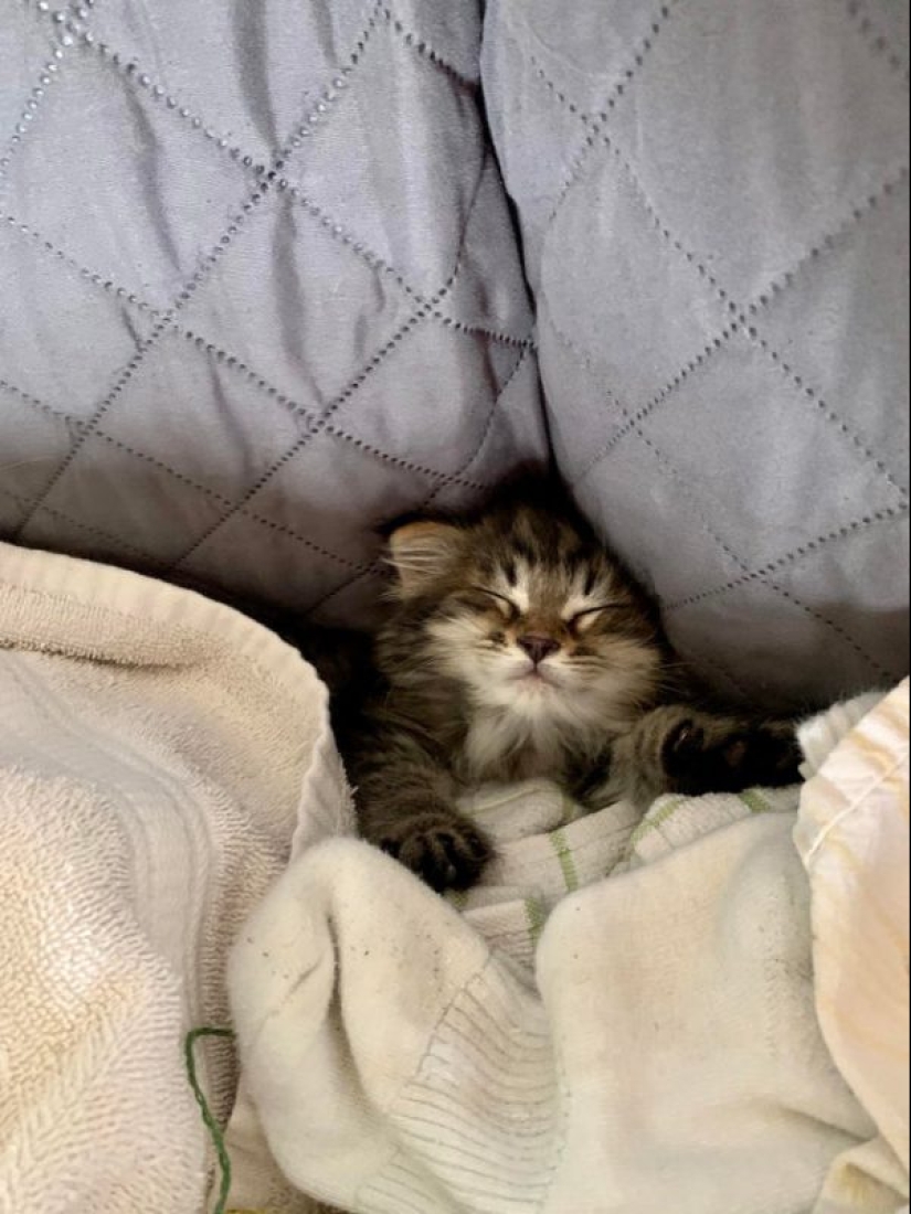 20 fotos súper miméticas que te encantarán