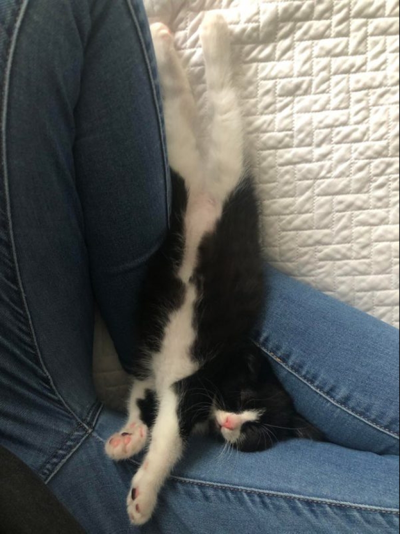 20 fotos súper miméticas que te encantarán