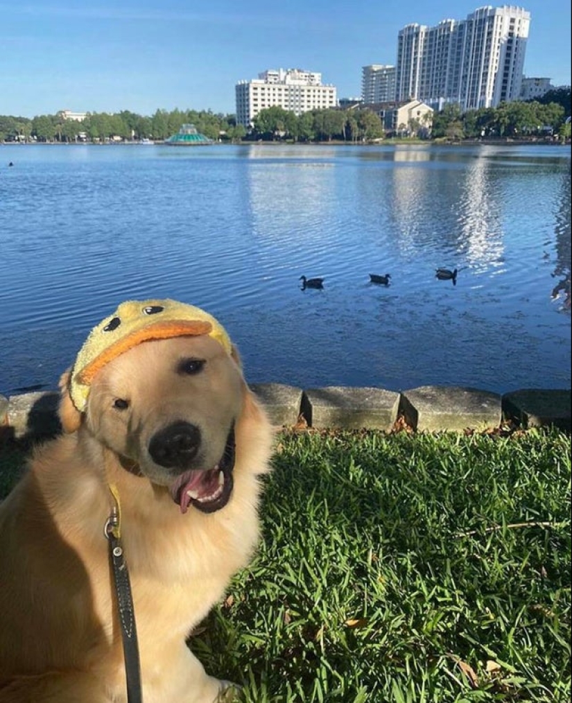 20 fotos súper miméticas que te encantarán