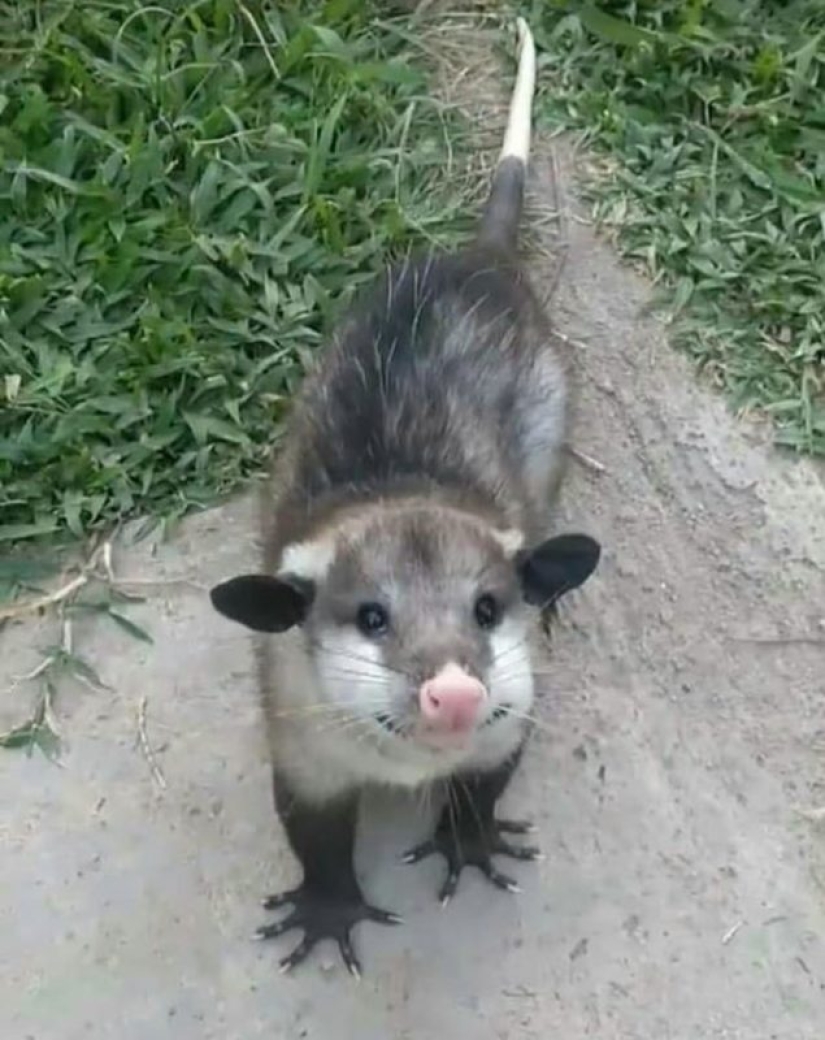 20 fotos súper miméticas que te encantarán