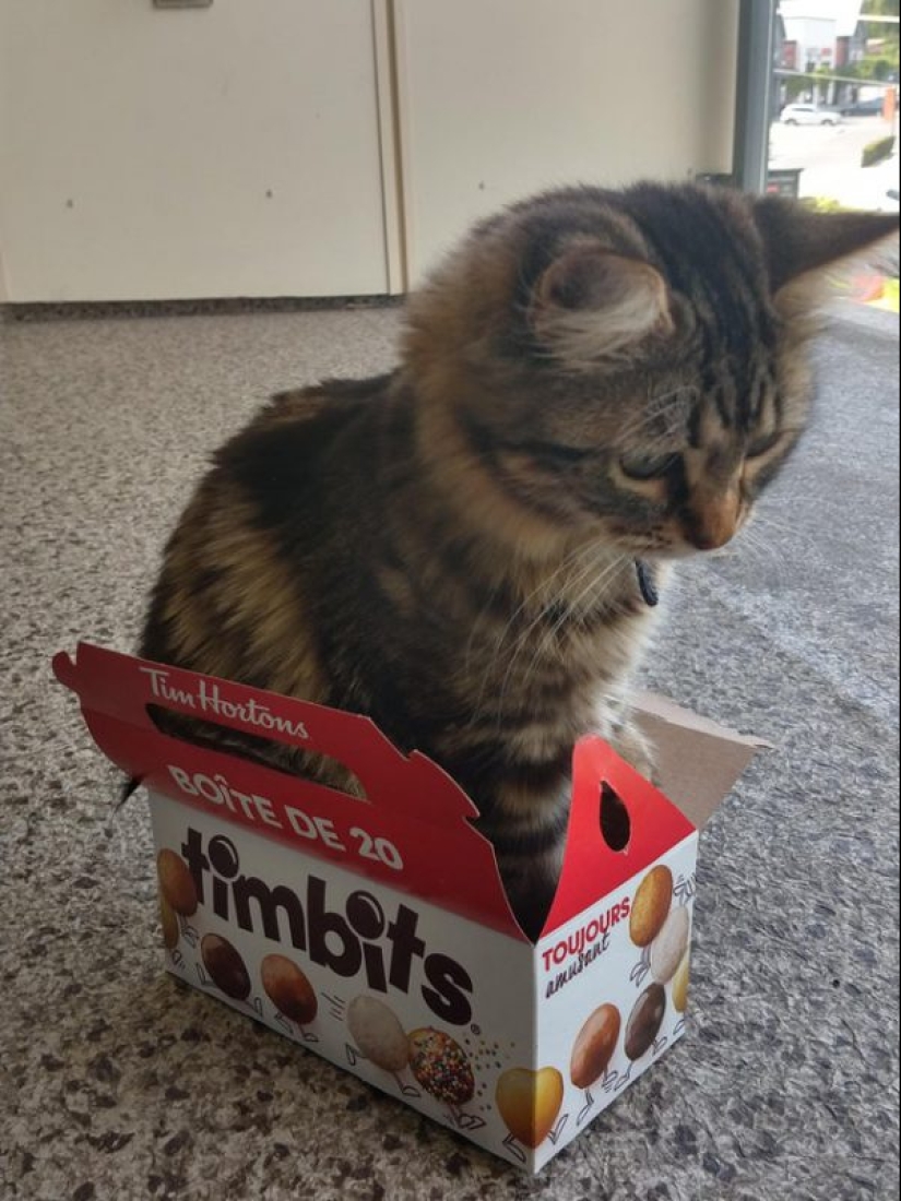 20 fotos súper miméticas que te encantarán