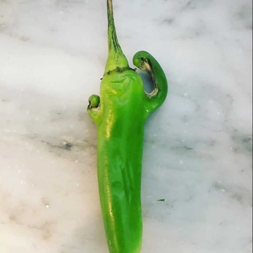 20 fruits and vegetables that forgot they're plants 20 fruits and vegetables that forgot they're plants