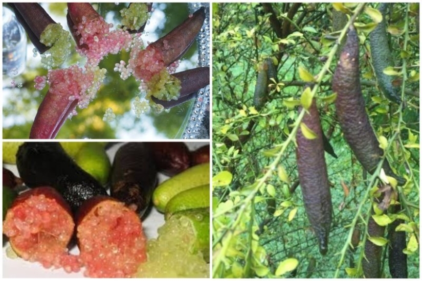 20 frutos comestibles, que usted no ha oído hablar 20 frutos comestibles, que usted no ha oído hablar