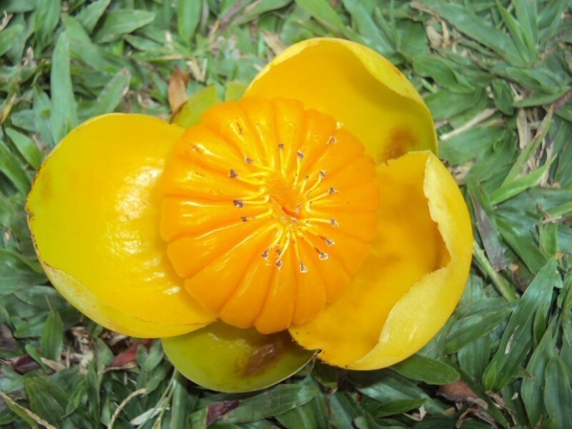 20 frutos comestibles, que usted no ha oído hablar 20 frutos comestibles, que usted no ha oído hablar