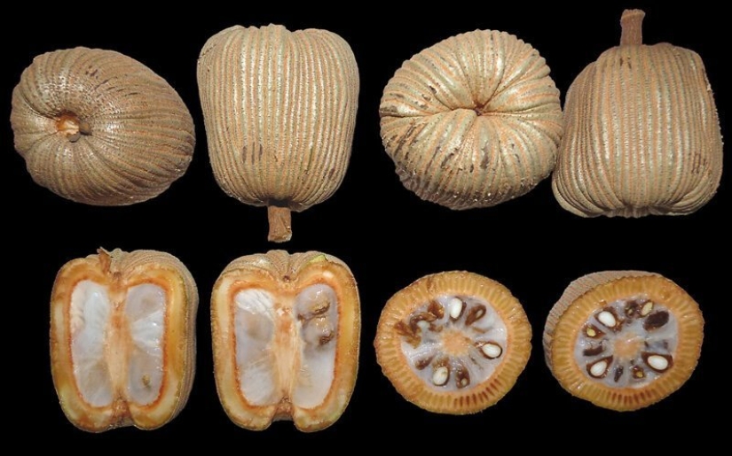 20 frutos comestibles, que usted no ha oído hablar 20 frutos comestibles, que usted no ha oído hablar