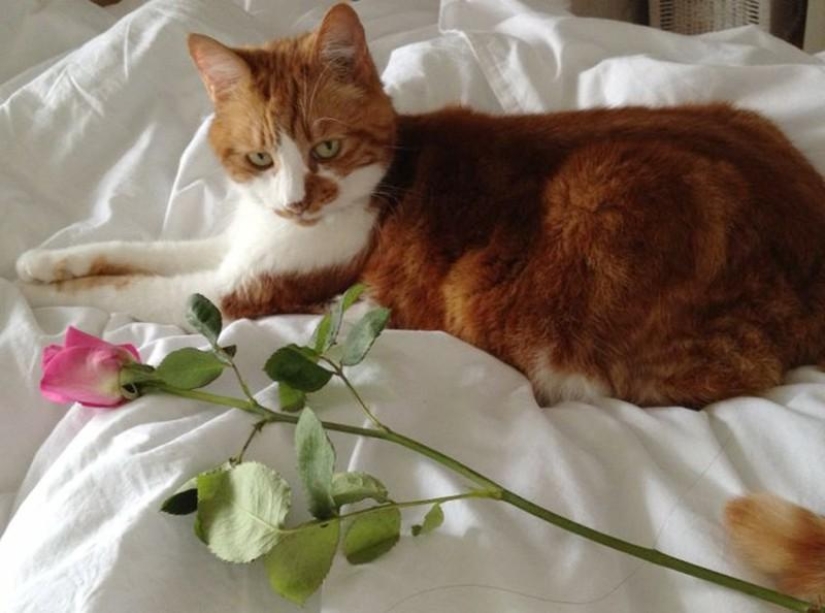 20 funny little animals who think they are very sexy