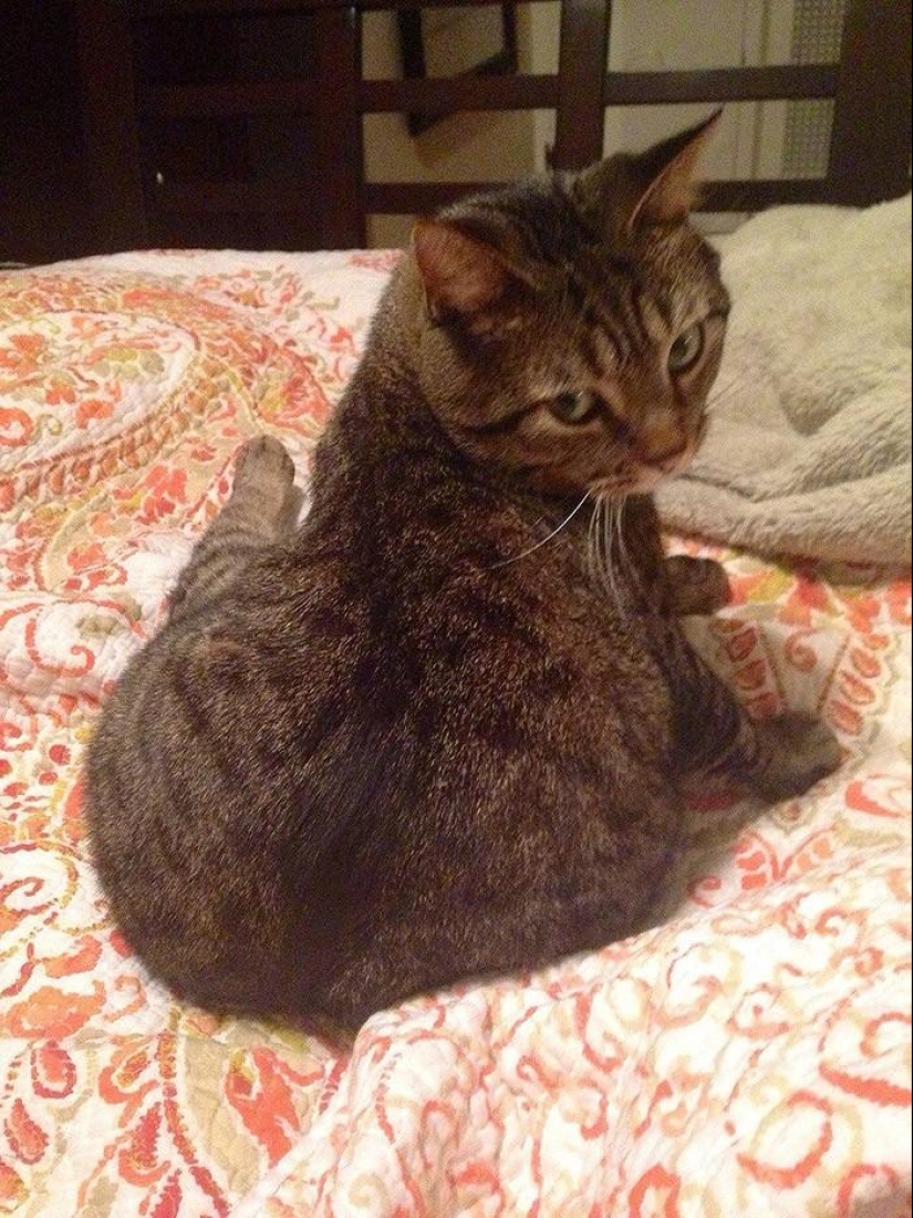 20 funny little animals who think they are very sexy