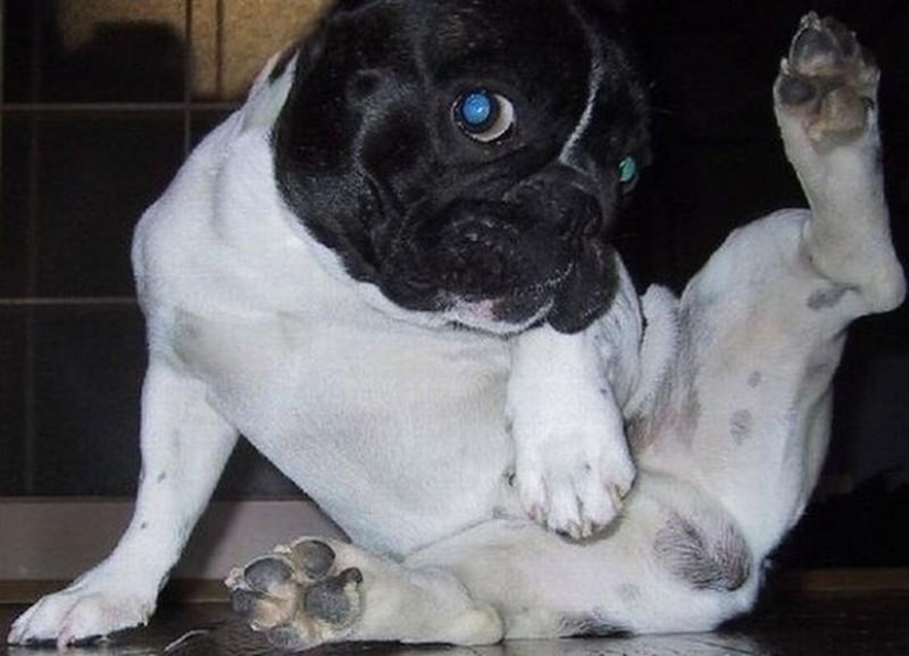 20 funny little animals who think they are very sexy