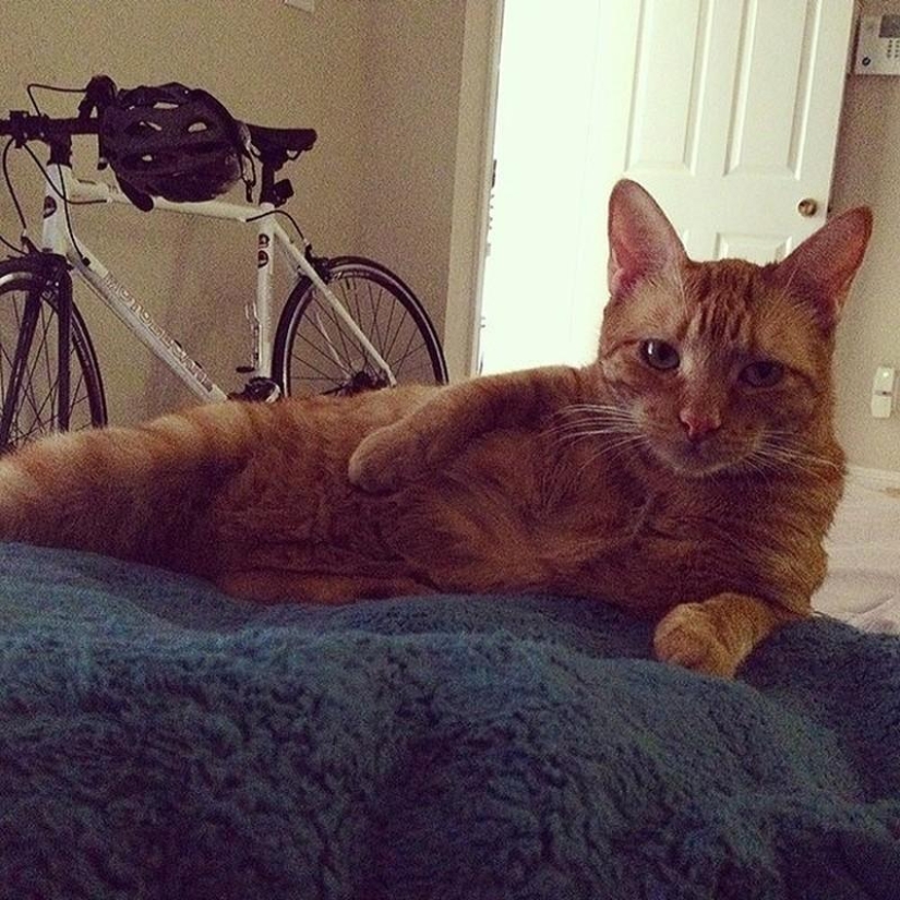 20 funny little animals who think they are very sexy