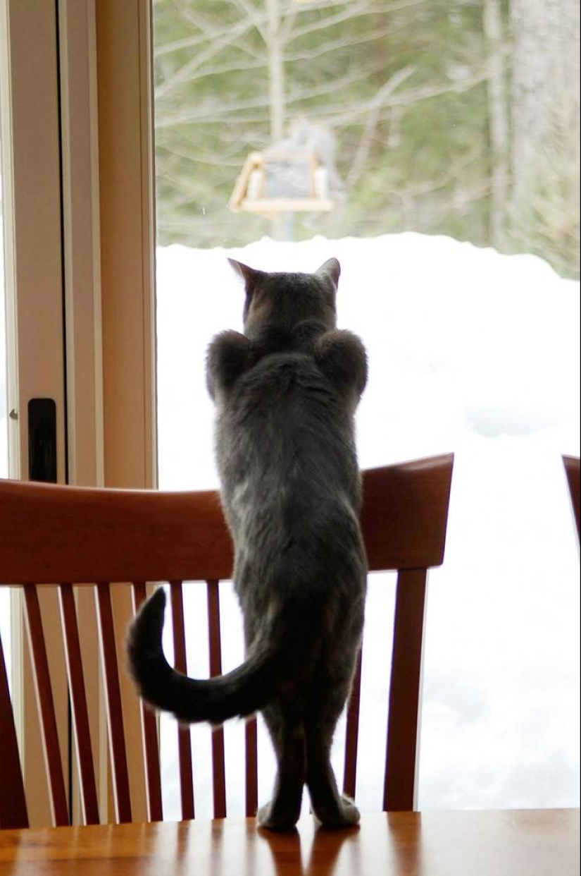 20 funny little animals who think they are very sexy