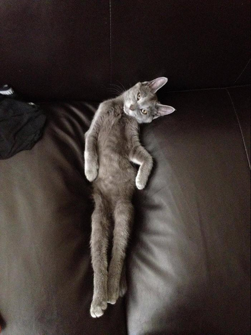 20 funny little animals who think they are very sexy
