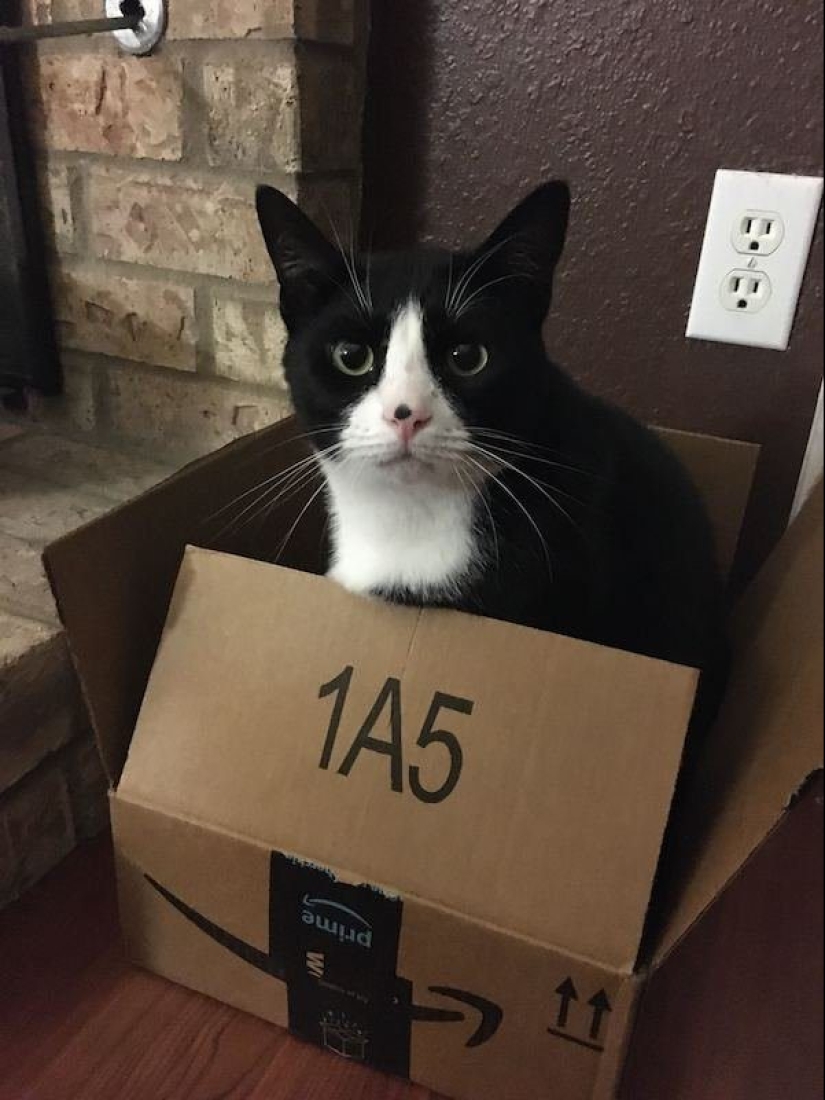 20 funny photos of cats that will make you laugh