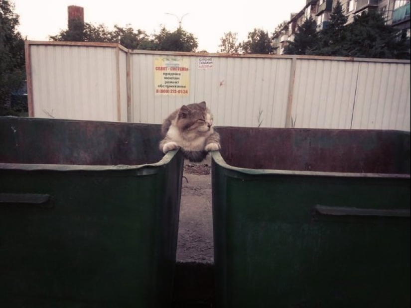 20 funny photos of cats that will make you laugh