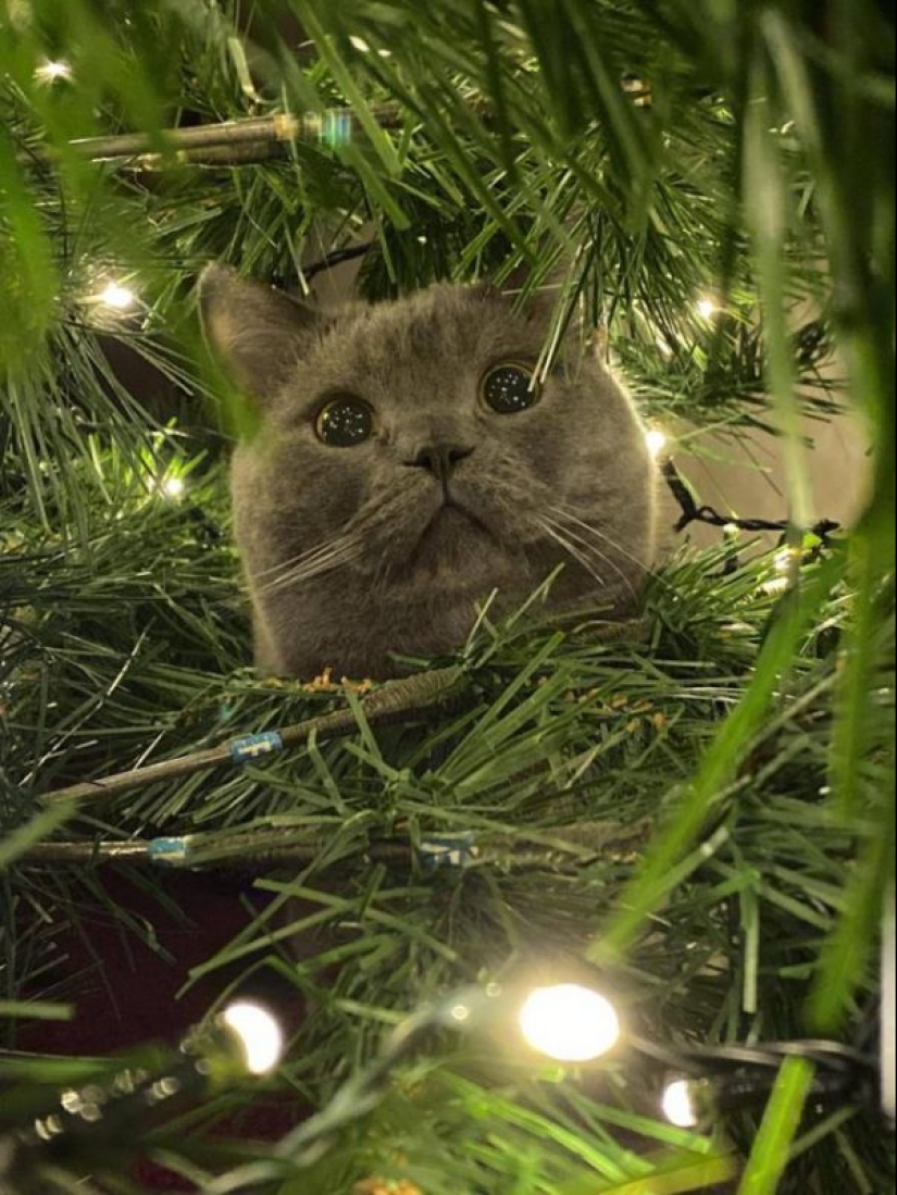 20 funny photos of cats that will make you laugh