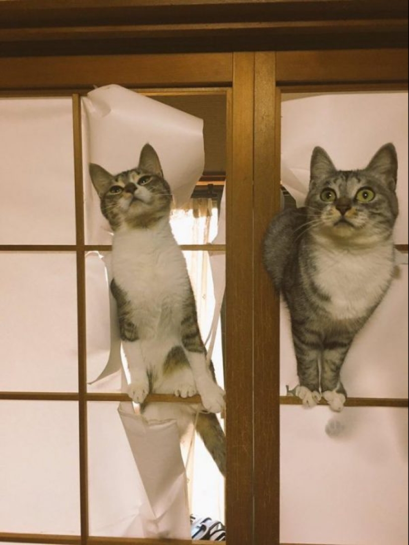 20 funny photos of cats that will make you laugh