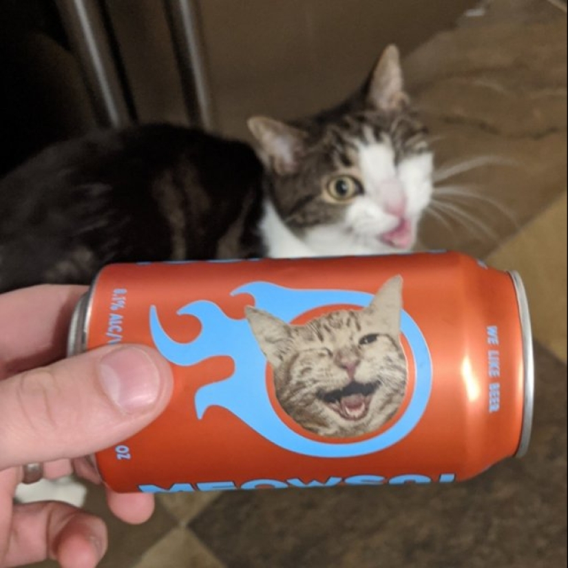 20 funny photos of cats that will make you laugh