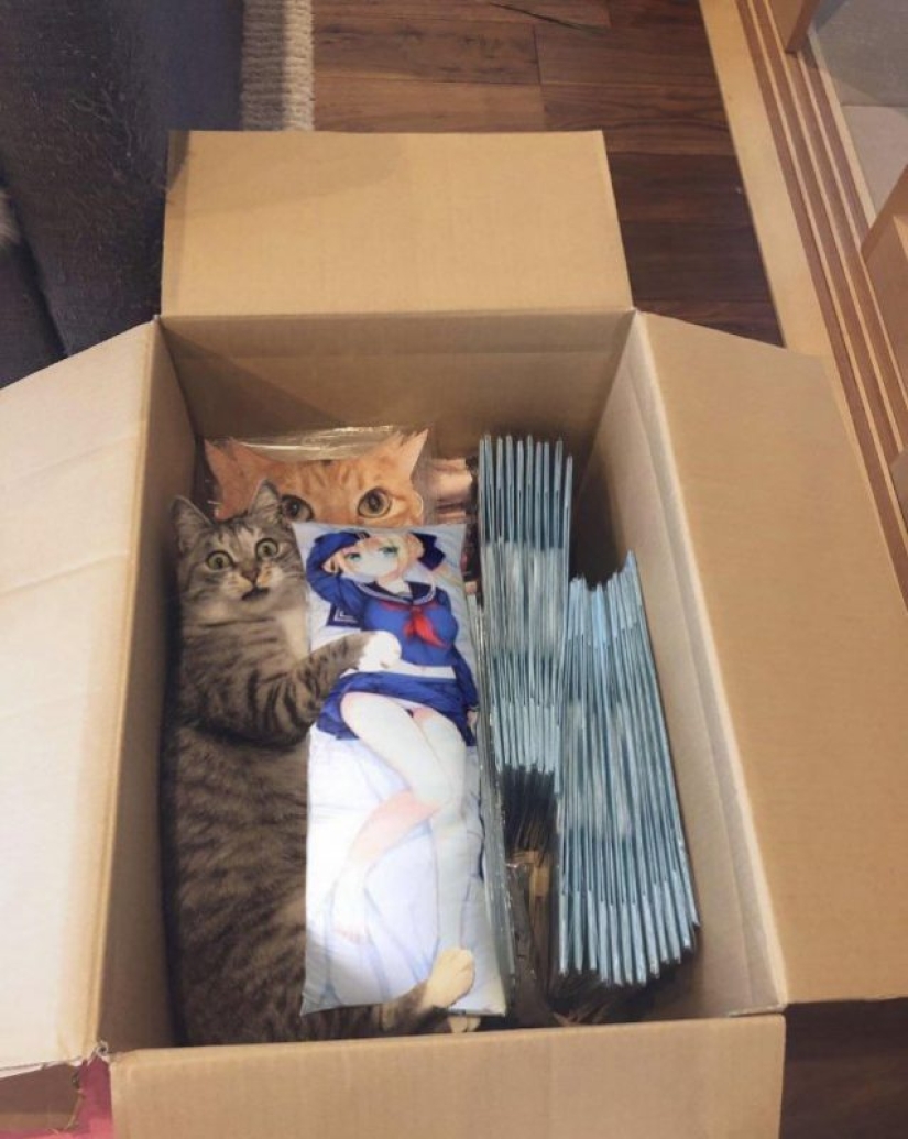 20 funny photos of cats that will make you laugh