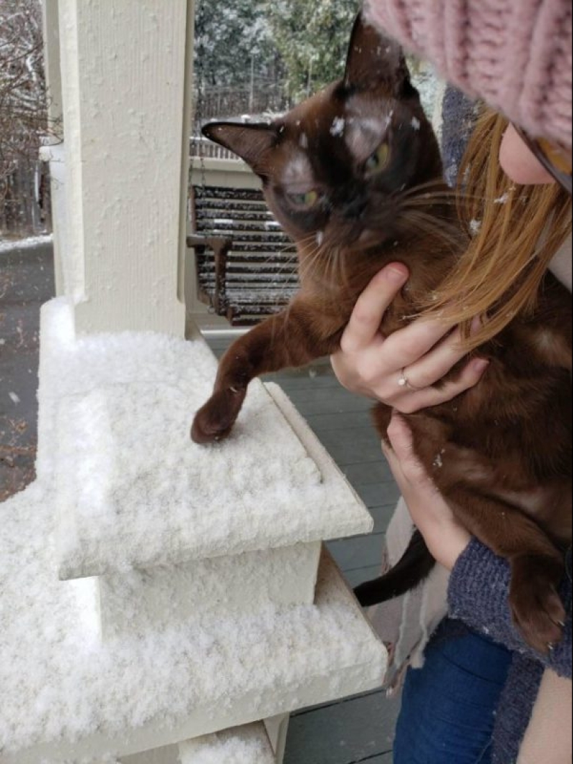 20 funny photos of cats that will make you laugh