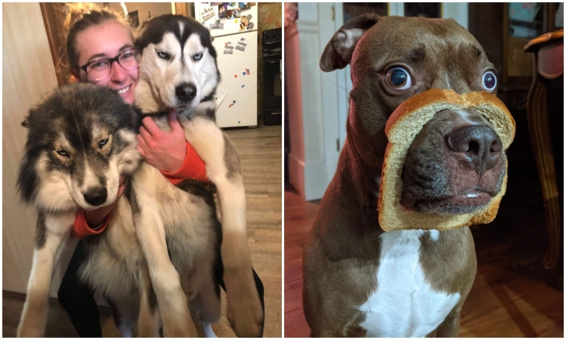 20 + funny photos of dogs with which something clearly went wrong 20 + funny photos of dogs with which something clearly went wrong