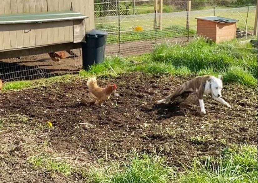 20 + funny photos of dogs with which something clearly went wrong 20 + funny photos of dogs with which something clearly went wrong