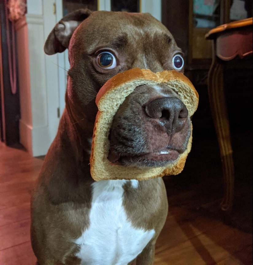 20 + funny photos of dogs with which something clearly went wrong 20 + funny photos of dogs with which something clearly went wrong