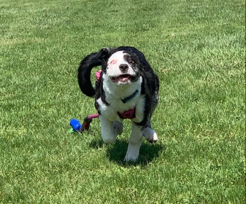 20 + funny photos of dogs with which something clearly went wrong 20 + funny photos of dogs with which something clearly went wrong