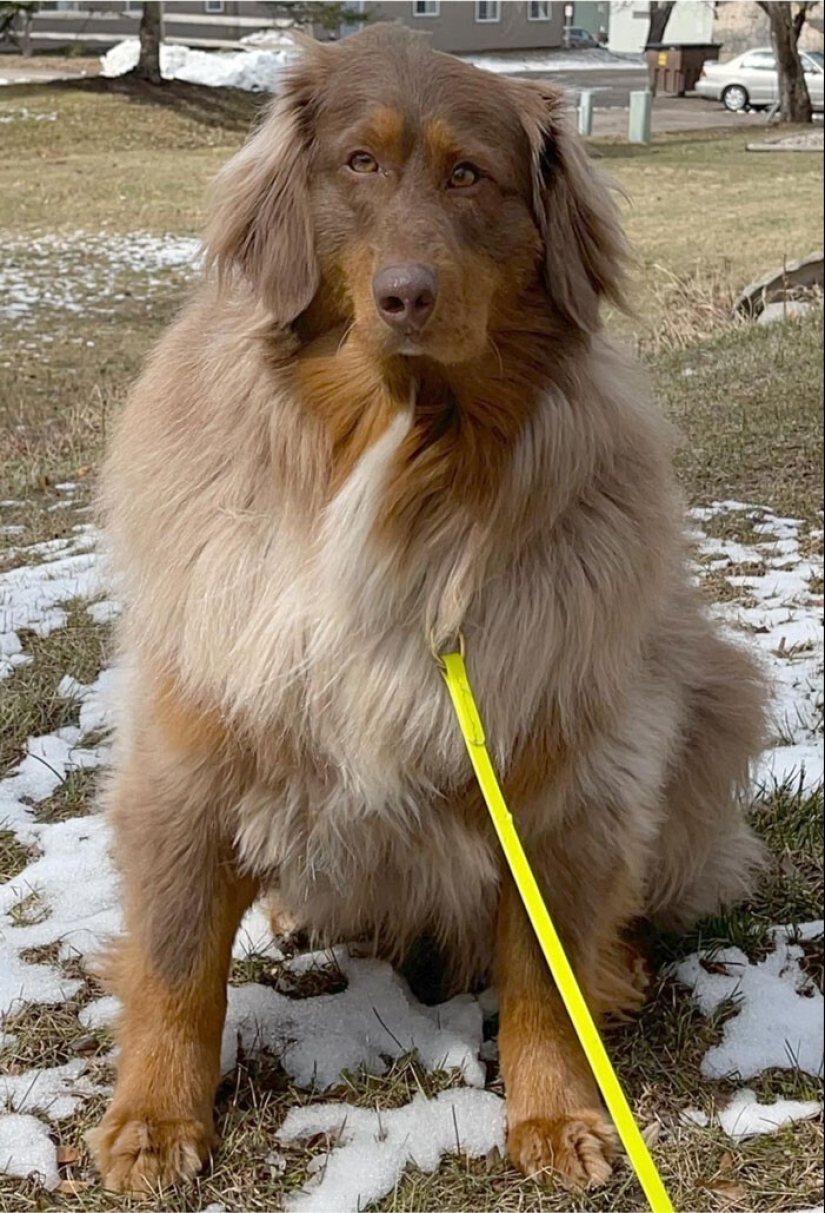 20 + funny photos of dogs with which something clearly went wrong 20 + funny photos of dogs with which something clearly went wrong