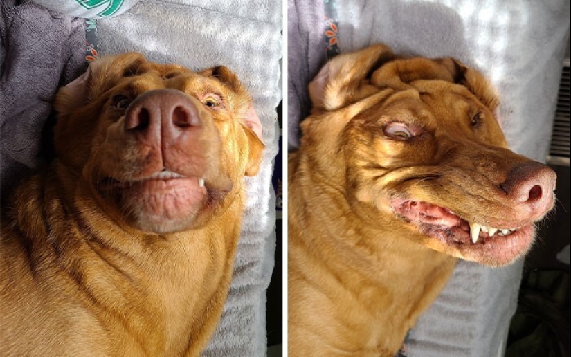 20 + funny photos of dogs with which something clearly went wrong 20 + funny photos of dogs with which something clearly went wrong