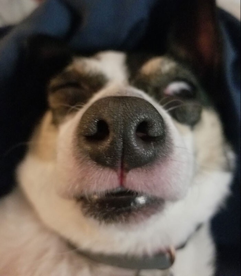 20 + funny photos of dogs with which something clearly went wrong 20 + funny photos of dogs with which something clearly went wrong