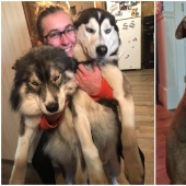 20 + funny photos of dogs with which something clearly went wrong