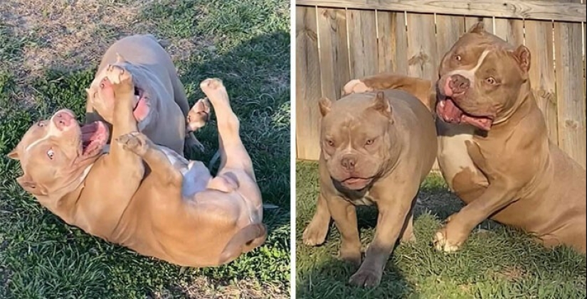 20 + funny photos of dogs with which something clearly went wrong 20 + funny photos of dogs with which something clearly went wrong