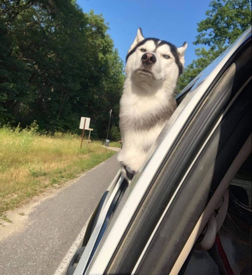 20 + funny photos of dogs with which something clearly went wrong 20 + funny photos of dogs with which something clearly went wrong