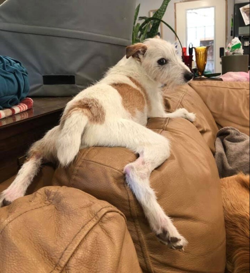 20 + funny photos of dogs with which something clearly went wrong 20 + funny photos of dogs with which something clearly went wrong