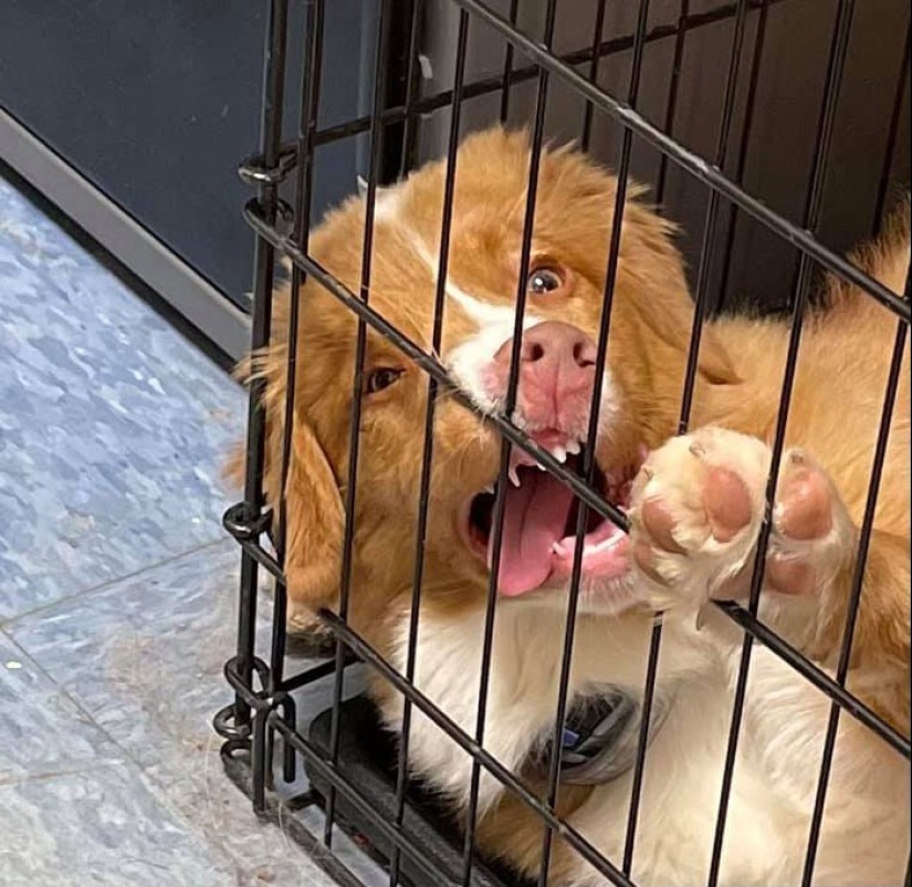 20 + funny photos of dogs with which something clearly went wrong 20 + funny photos of dogs with which something clearly went wrong