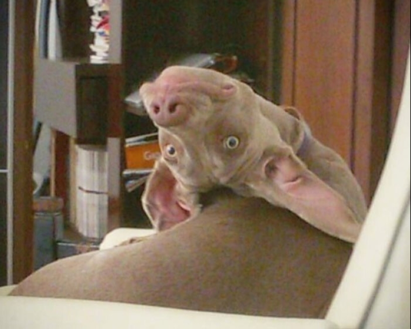 20 + funny photos of dogs with which something clearly went wrong 20 + funny photos of dogs with which something clearly went wrong