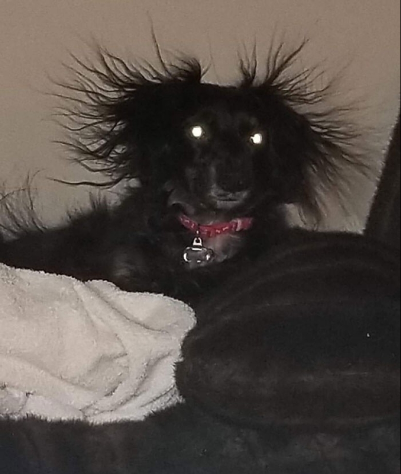 20 + funny photos of dogs with which something clearly went wrong 20 + funny photos of dogs with which something clearly went wrong