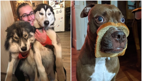 20 + funny photos of dogs with which something clearly went wrong 20 + funny photos of dogs with which something clearly went wrong