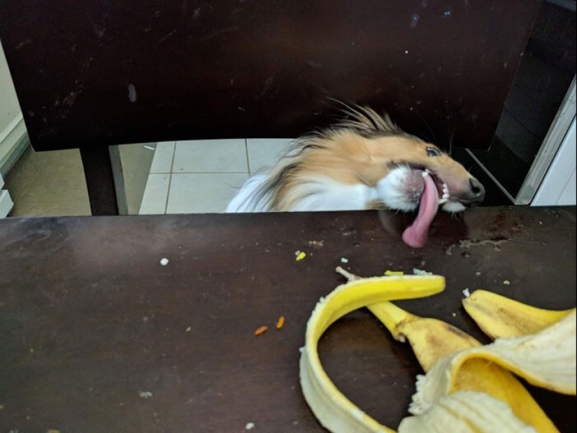 20 + funny photos of dogs with which something clearly went wrong 20 + funny photos of dogs with which something clearly went wrong