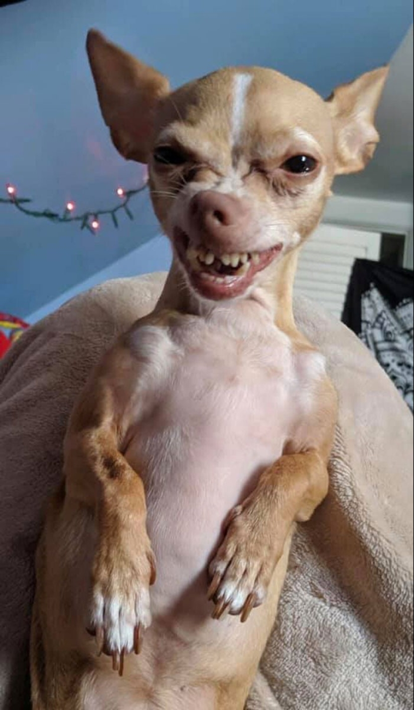 20 + funny photos of dogs with which something clearly went wrong 20 + funny photos of dogs with which something clearly went wrong