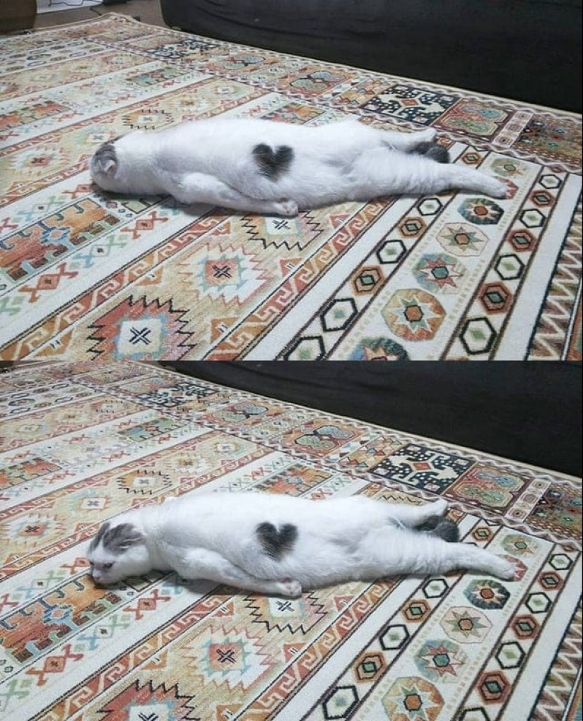 20 gatos que finalmente se descompusieron o fueron bombeados a un nuevo nivel 20 gatos que finalmente se descompusieron o fueron bombeados a un nuevo nivel