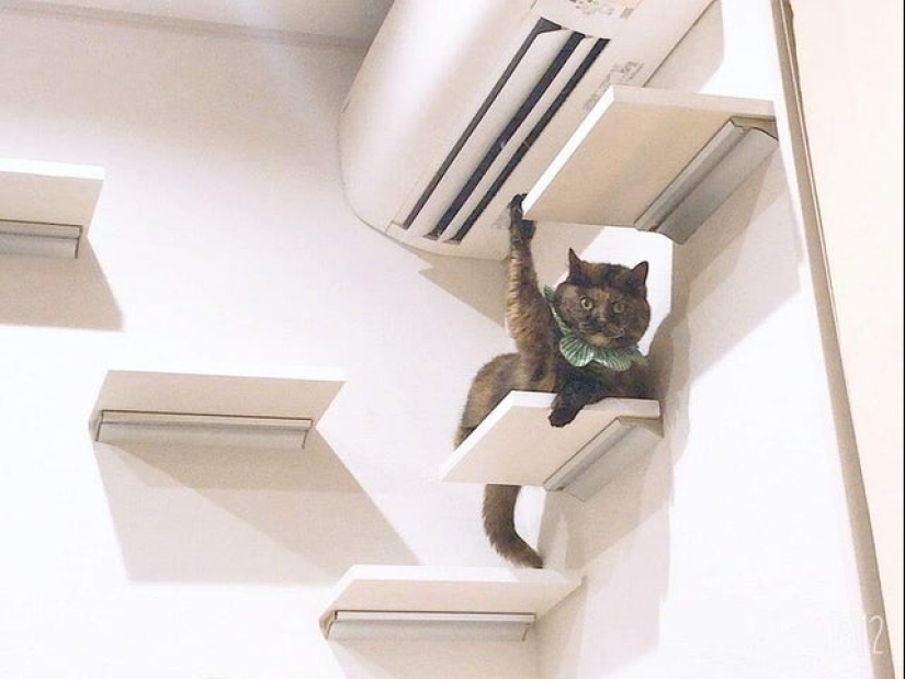 20 gatos que finalmente se descompusieron o fueron bombeados a un nuevo nivel 20 gatos que finalmente se descompusieron o fueron bombeados a un nuevo nivel